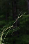 Arkansas sedge